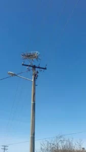 Спањавање рода 17