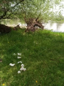 Чишћење Бегеја 25